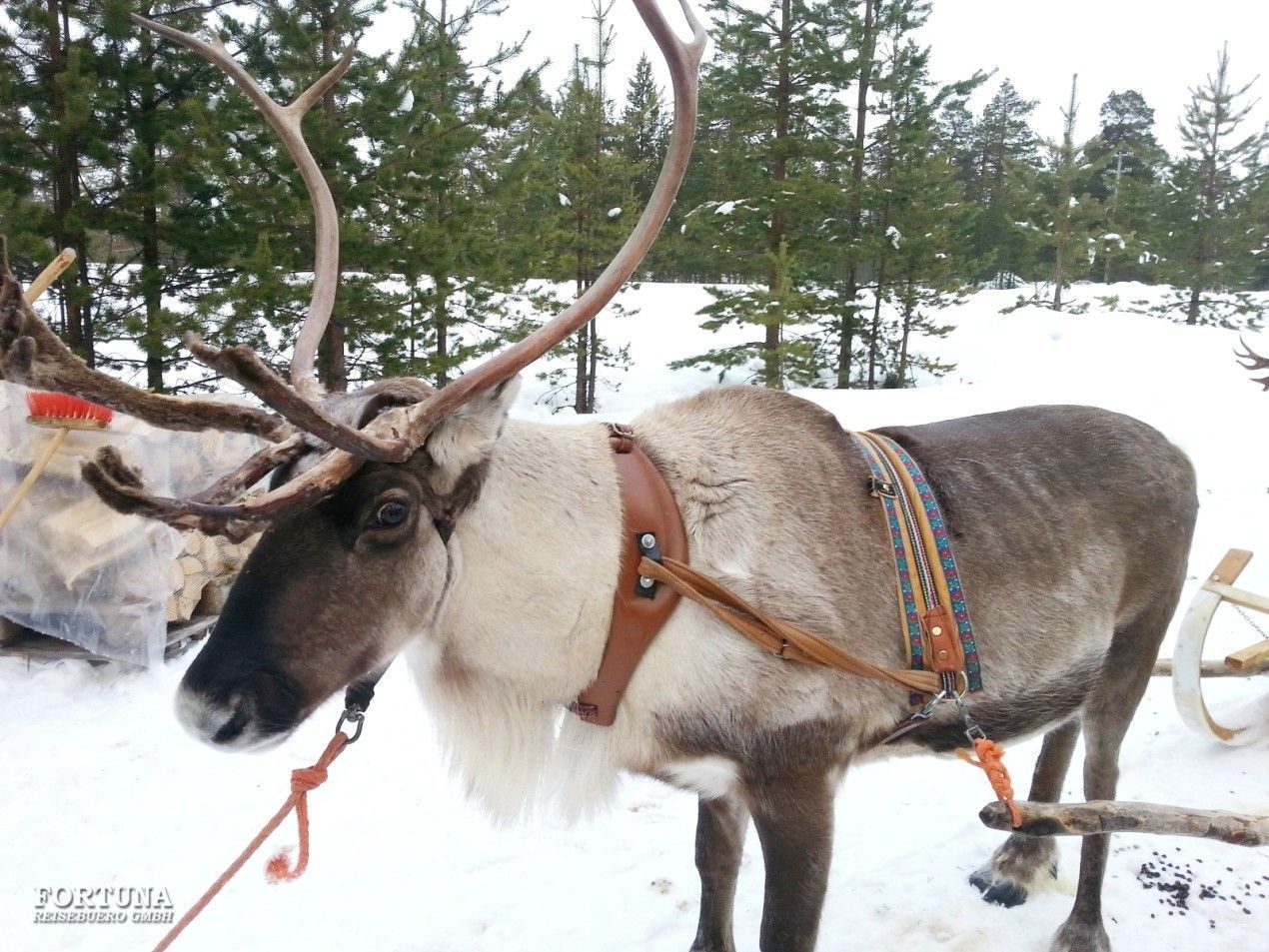 Winterzauber in Lappland 