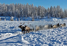 Winter Sibirien-Reisen: Oimjakon - Pol der Kälte, Jakutien