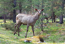 Sajan-Berge in Sibirien. Natur am Baikalsee in Russland